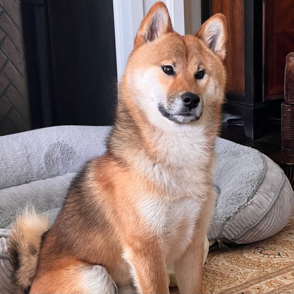 Meet your 💕POSH AMBASSADOR 💕 - Picture 3 of 9